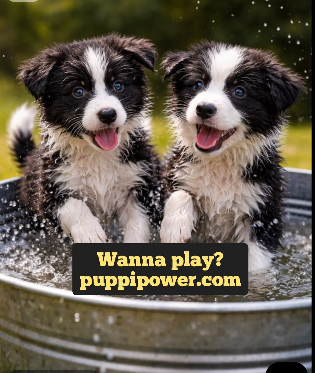 Cute puppy