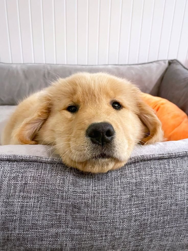 sad puppy
